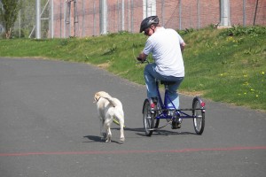 Picture of a Cyclist and guide dog