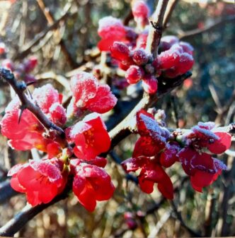 A photograph depicting red Quince Flowers covered in frost © Sight Loss Shropshire